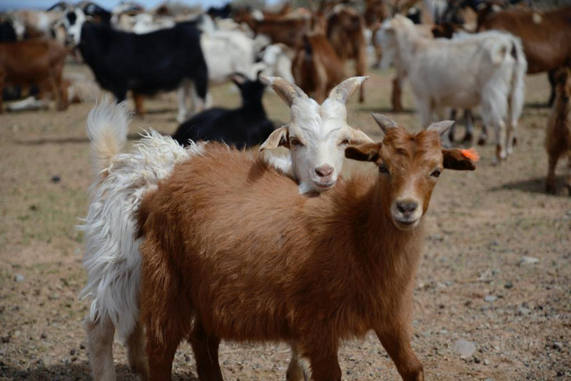 Cashmere goats